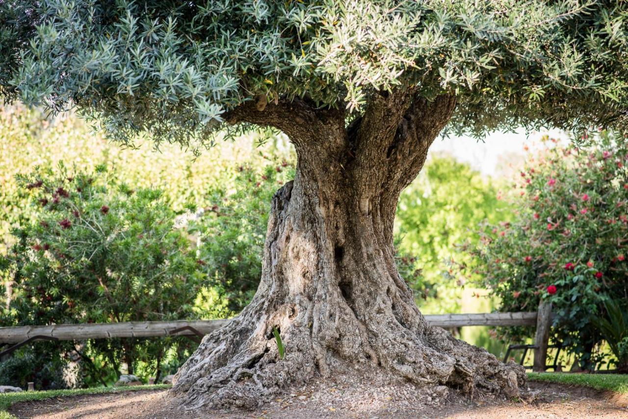 Al Agia - Los Molinos De Padul ภายนอก รูปภาพ